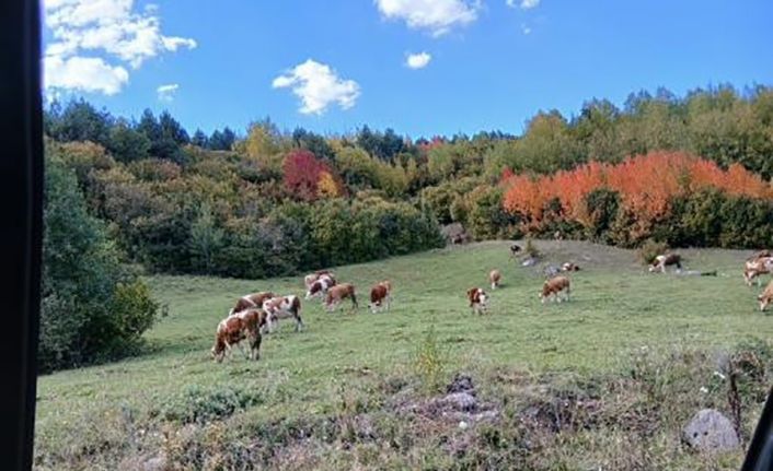 Posof’ta sonbahar güzelliği