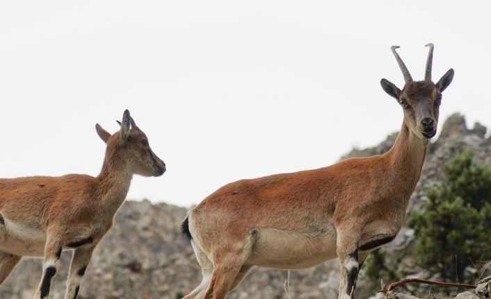 Pozantı’da yaban keçileri görüntülendi