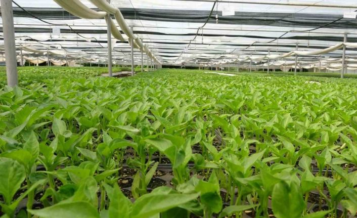 Prof. Dr. Resul Gerçekçioğlu: "Yabancı türler genetik mirasımızı yok etti"