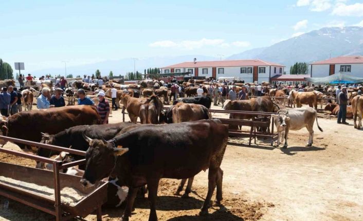 Refahiye’nin 34 köyünde şap karantinası