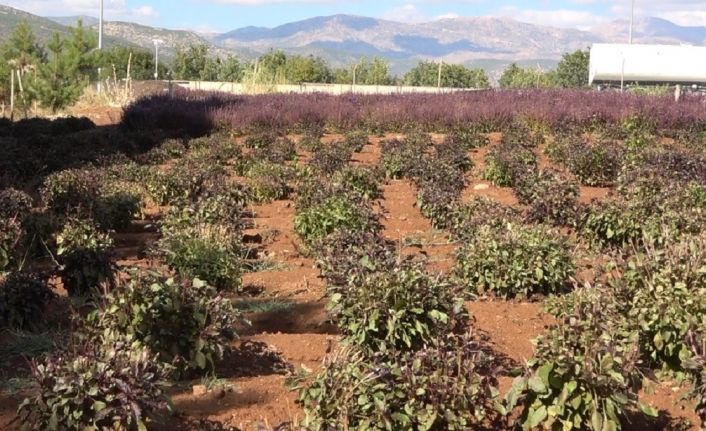 Reyhan tohuma bırakıldı, arılar bal üretti