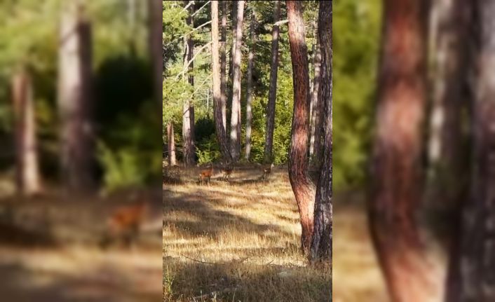 Safranbolu’da anne karaca ve yavruları görüntülendi