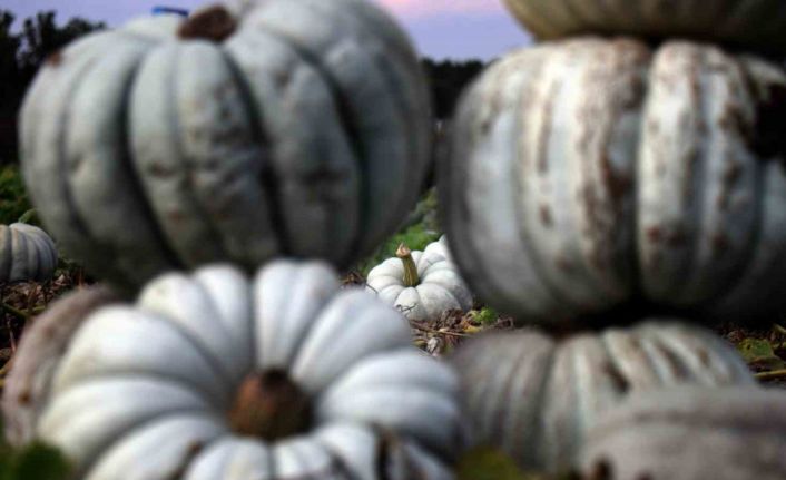 Sakarya’da ‘Beyaz Elmas’ tarlalarda parlamaya başladı