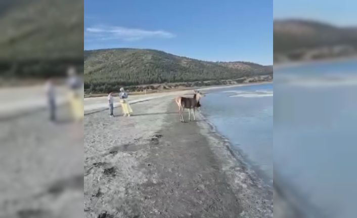 Salda Gölü’nün maskot geyiği, vatandaşlarla keyifli anlar yaşadı