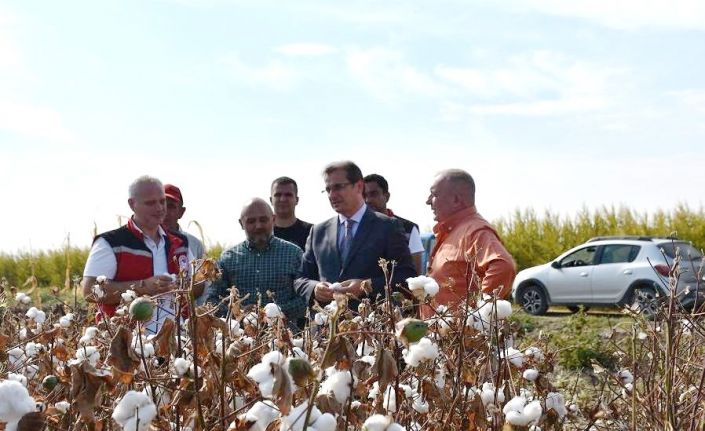 Salihli Ovası’nın ‘Beyaz Altın’ında ilk hasat
