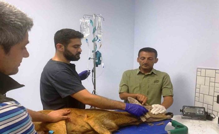 Samsun’da bin 200 hayvan tedavilerinin ardından doğaya salındı