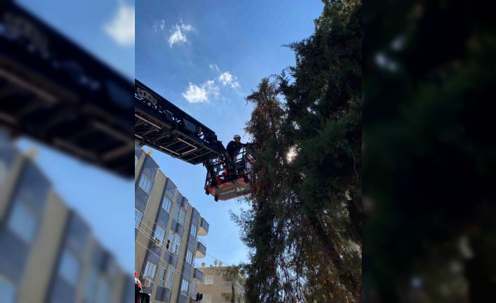 Şanlıurfa’da ağaçta mahsur kalan yavru kedi kurtarıldı