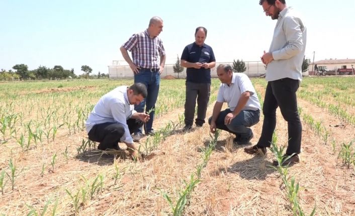 Şanlıurfa’da anız yakılmadan ekilen mısır ve pamukta yüksek verim