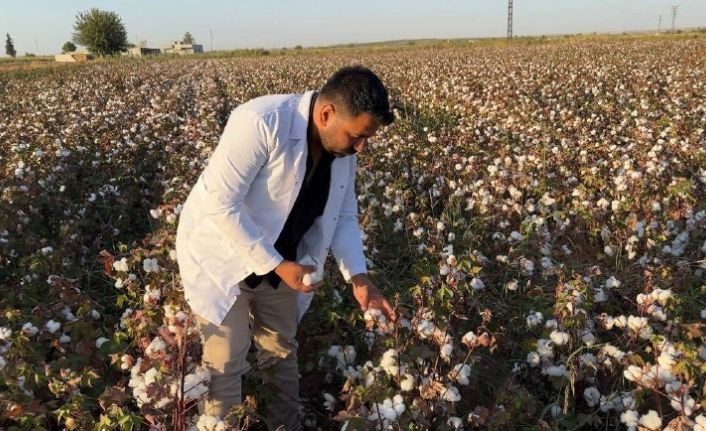 Şanlıurfa’da beyaz altın hasadı başladı