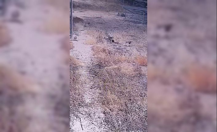 Şanlıurfa’da nesli tükenme tehlikesi altındaki çizgili sırtlan görüntülendi