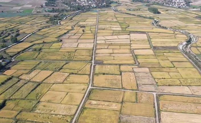 Saraydüzü’nde çeltik hasadı başladı