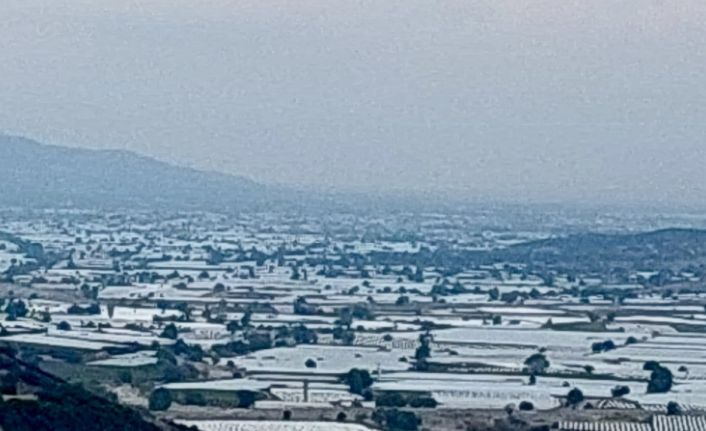 Sarıgöl’de üzüm üretici ihracatın hız kazanmasını bekliyor