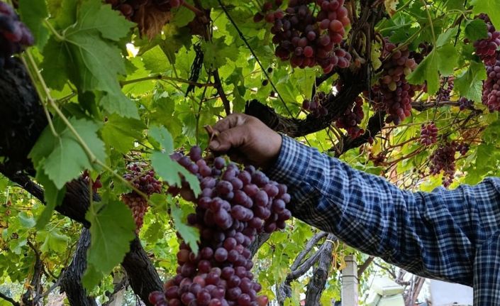 Sarıgöllü üreticiden 1 kilo 740 gramlık üzüm salkımı