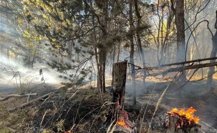 Sarıkamış’ta orman yangını: 2 hektar alan zarar gördü