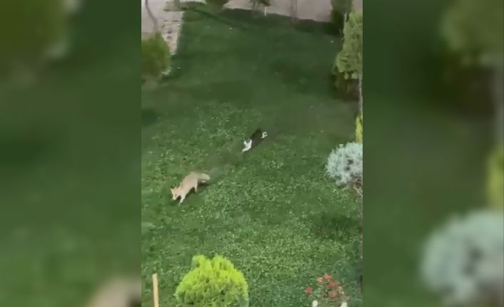 Şemdinli’de kedi ile tilkinin oyun keyfi