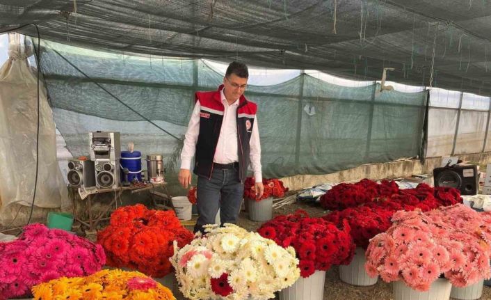 Serada sebzeden gerberaya: Üretim çeşitliliği dikkat çekiyor