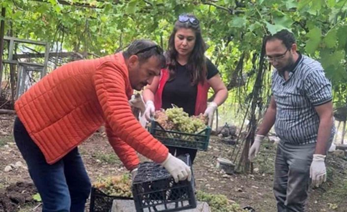 Seydikemer’de bazı üzümlerde yasaklı aktif madde tespit edildi