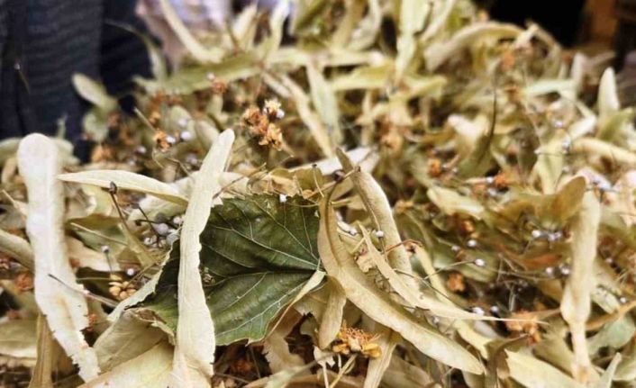 Şifa deposu ıhlamura ilgi arttı