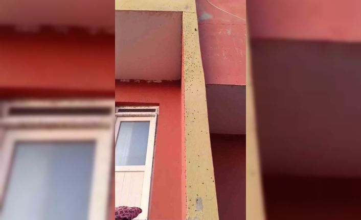 Siirt’te bazı evlerin duvarları sineklerle kaplandı