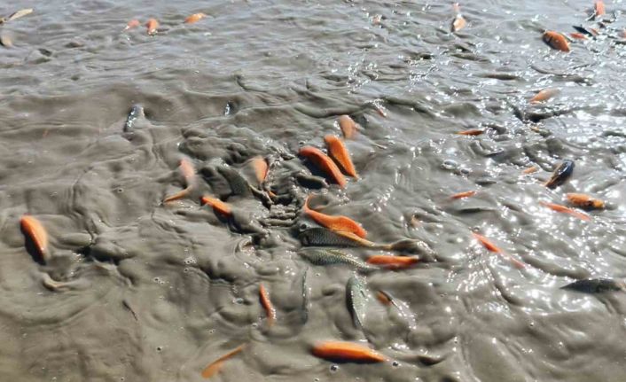 Siirt’te gölet kurudu, balıklar telef oldu