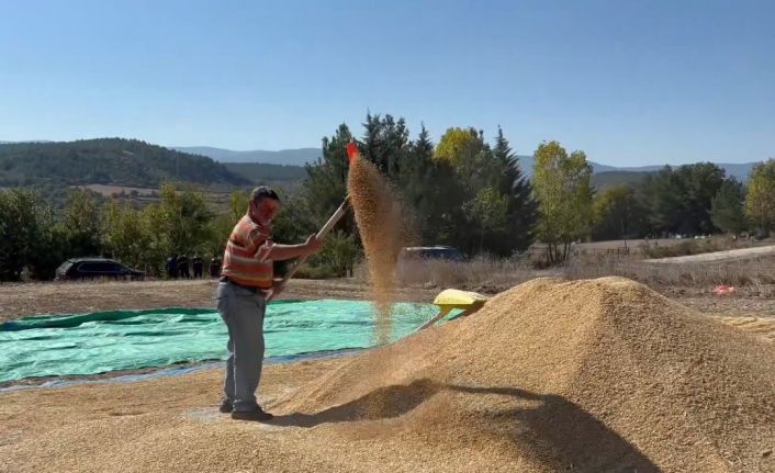 Sinop, çeltik üretiminde Türkiye’de 6’ncı sırada
