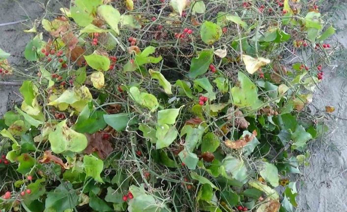 Sinop’ta Roman vatandaşların "kokina" mesaisi: İstanbul’dan gelip topluyorlar