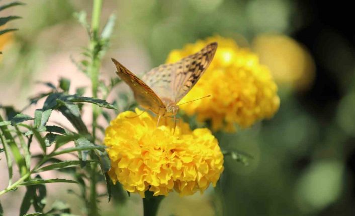 Şırnak’ta soğuklar geldi, kelebeklerin ’son dansı’ başladı