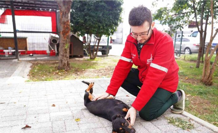 Şişli Belediyesi’nden sokak hayvanlarına şefkat eli