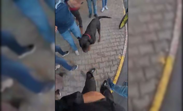 Sokakta ağızlıksız gezdirilen ’Rottweiler’ cinsi köpek dehşet saçtı... O anlar kamerada