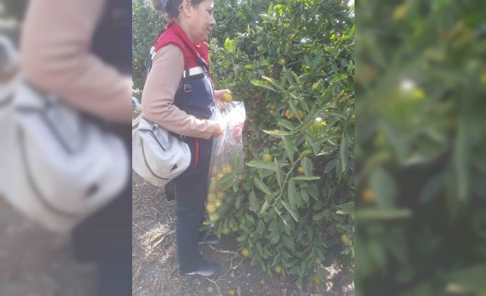 Söke’de hasat öncesi numune alımları yapıldı