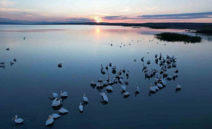 Sonbaharda Manyas Gölü’nde pelikan ve flamingo ziyaretleri