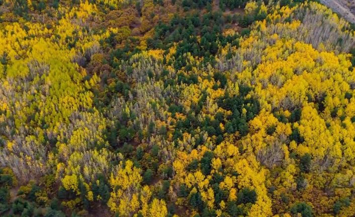 Sonbaharda seyirlik manzara