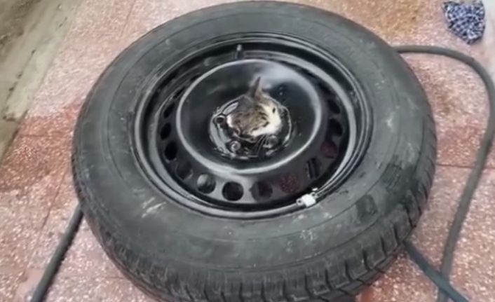 Stepneye sıkışan yavru kediyi itfaiye kurtardı