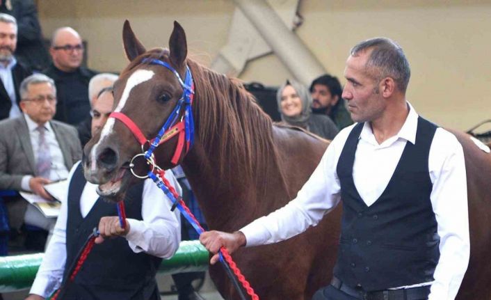 Sultansuyu’nun şampiyon tayları Veliefendi’de rekor fiyatlara satıldı