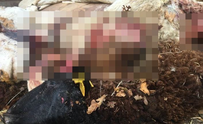 Sürüden ayrılan koyunları kurt telef etti