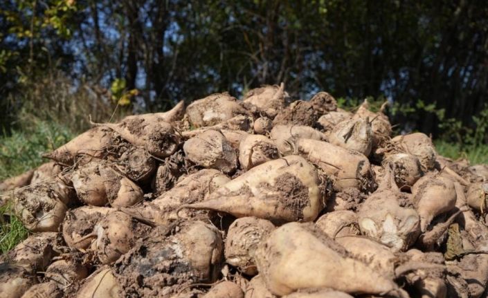 Tarım Bakanlığı: "Kuraklık nedeniyle şeker pancarı üretimini kısıtlamayacağız"