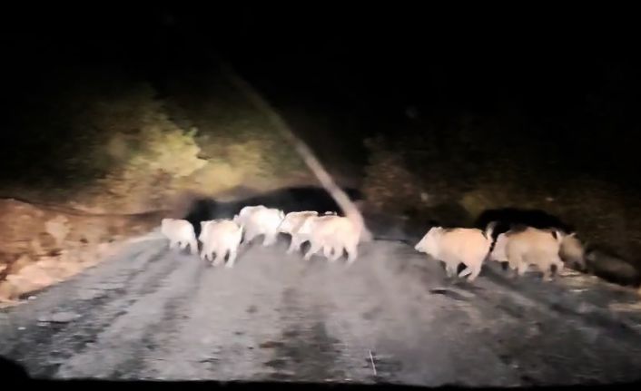 Tatvan’da domuz sürüsü görüntülendi