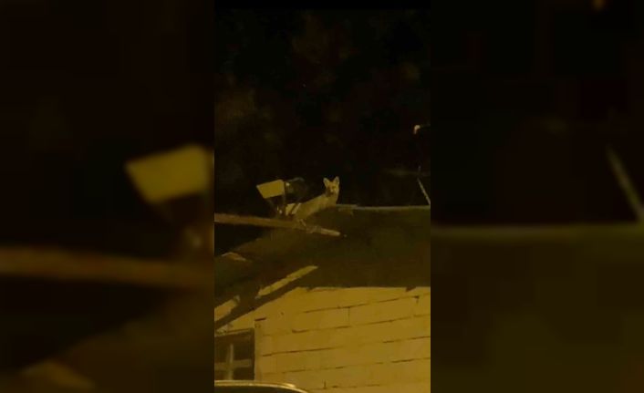 Tavuk hırsızı tilkiyi yerde beklerken çatıda çıktı