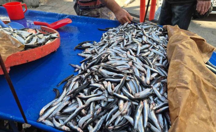 Tekirdağ’da hamsi ve sardalya 150 liradan alıcı buluyor