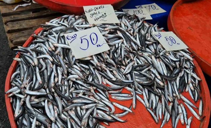 Tekirdağ’da hamsinin kilosu 50 liraya kadar düştü