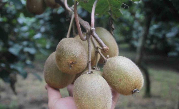 Tescilli Ordu kivisinde rekolte yarıya düştü