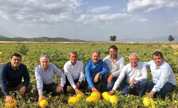 Tezgahlarda 10 liraya satılan Acıpayam kavunu tescillendi