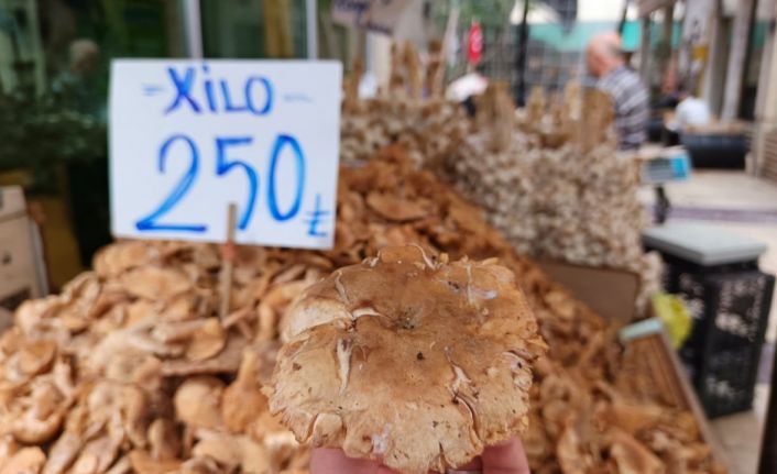 Tezgahlarda tirmit bolluğu: Fiyatı düştü