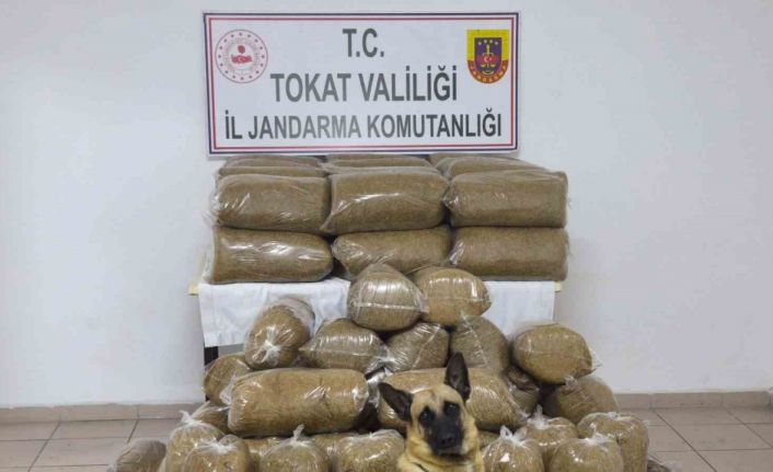 Tokat’ta 340 kilo kaçak tütün ele geçirildi