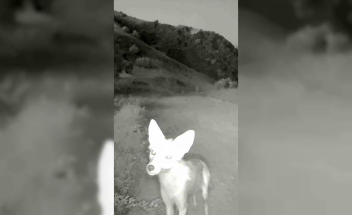 Tunceli’de yaban hayatı kameraya yansıdı