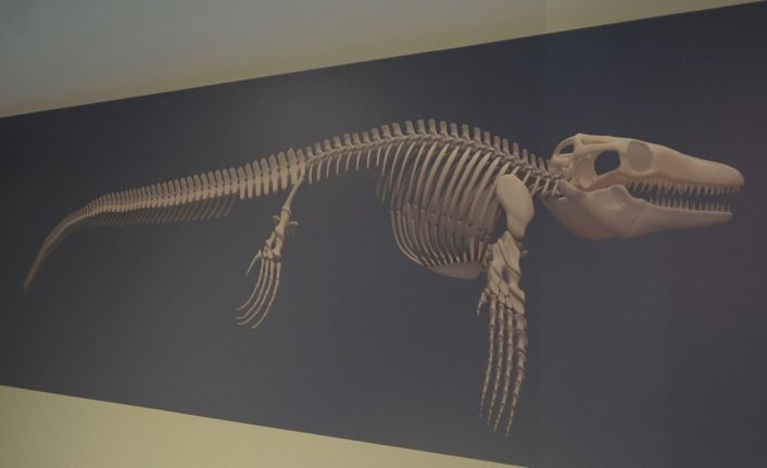 Türk profesör, Asya’da ilk kez keşfedilen "denizlerin dinozoru"nu anlattı