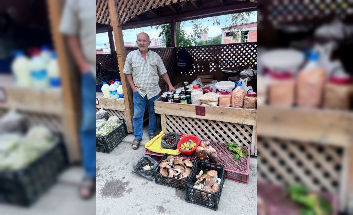 Türkeli’de kestane ve fesleğen mantarı tezgahlarda