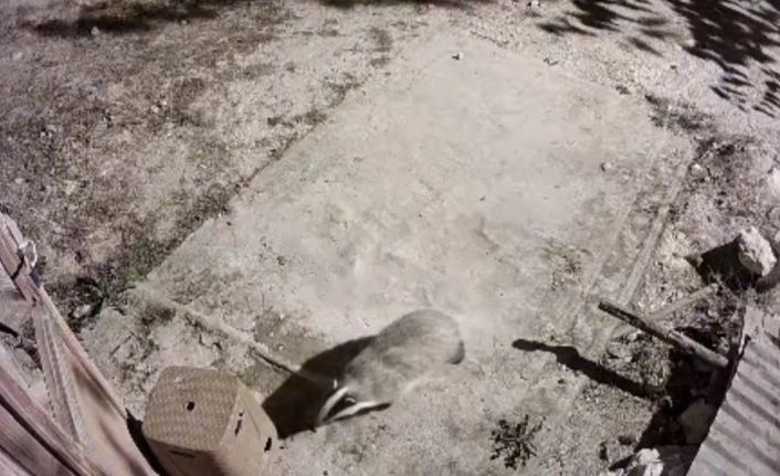 Türkiye’de nadir görülen bal porsuğu ile sansar kamerada