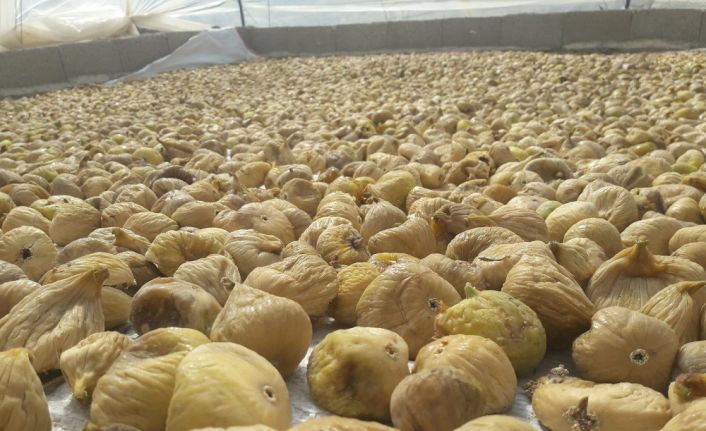 Türkiye’nin milli meyvesi incir, bu yıl üreticisine tat vermedi