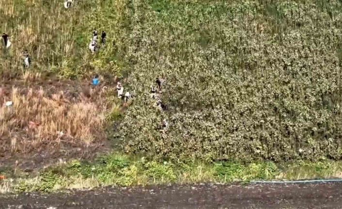 Uyuşturucu tarlasında bin 876 kök kenevir ele geçirildi: 3 tutuklama